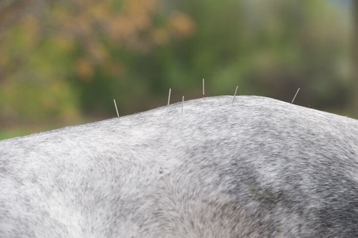 Chi Vet - Akupunktur am Pferd