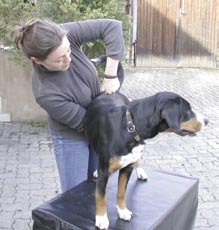 Chi Vet Chiropraktik für Hunde